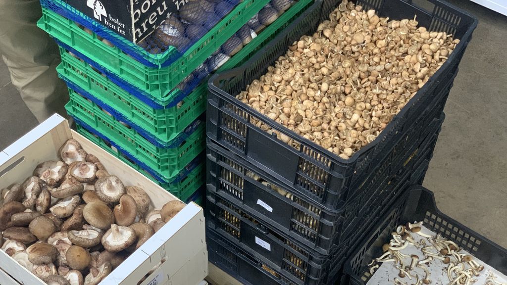 Shiitake y otras setas con las que trabaja ARAT Nature