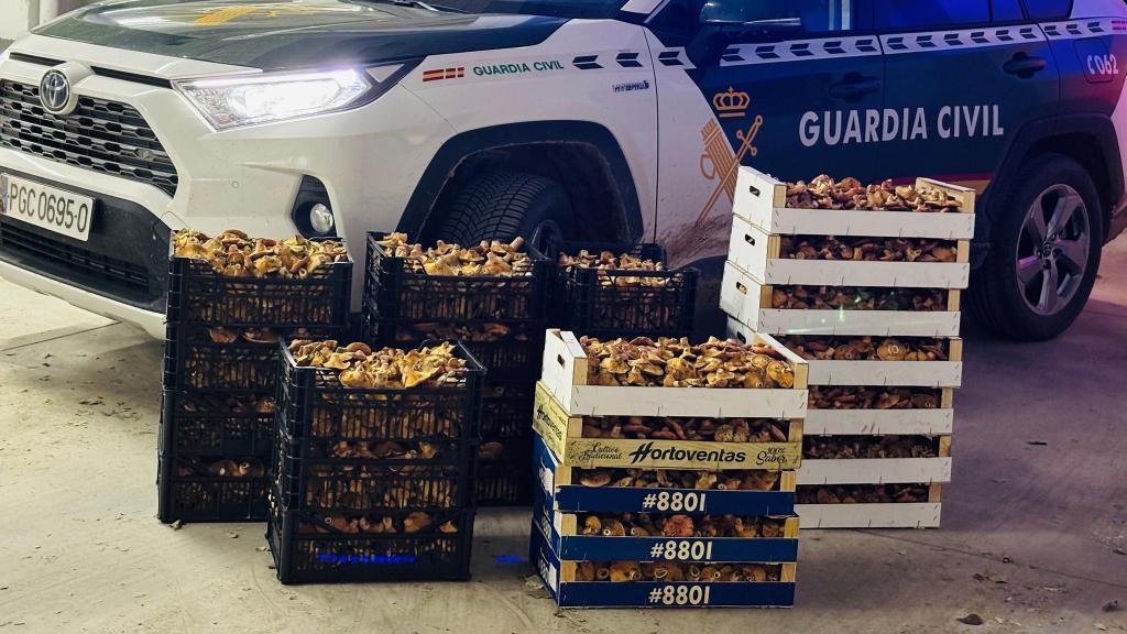 Cargamento de níscalos incautados. Foto: Guardia Civil de Guadalajara.