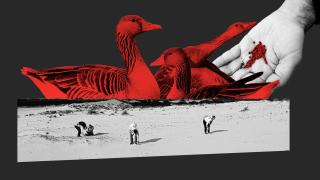 La caza con munición de plomo genera una lluvia de perdigones que se depositan en el fondo de la superficie.