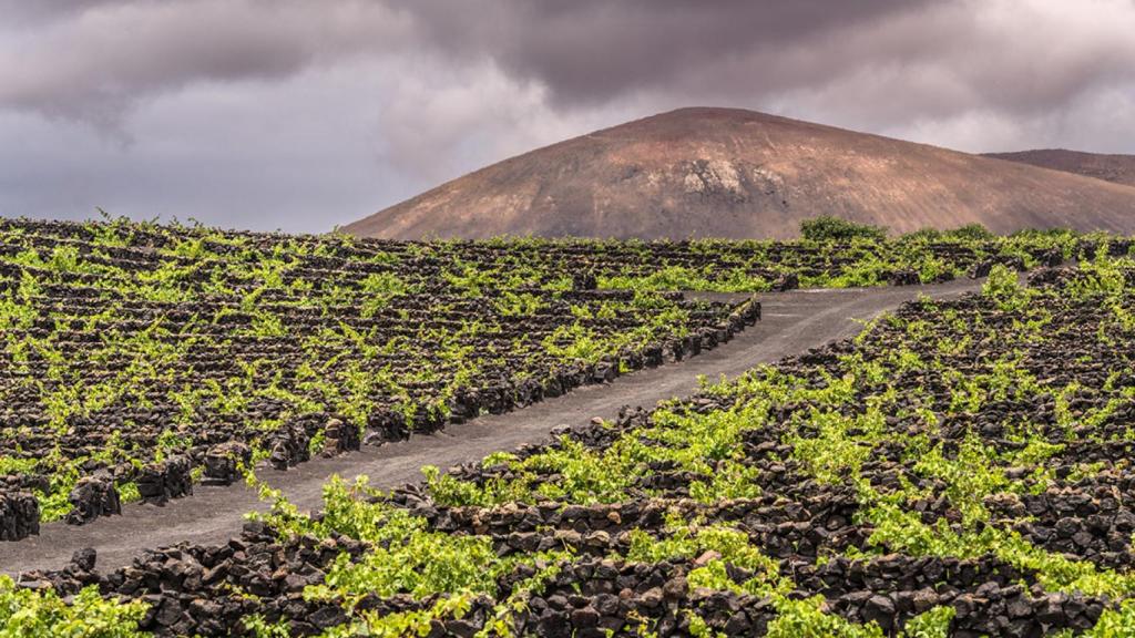 Viñedo volcánico de El Grifo en La Geria (Lanzarote)