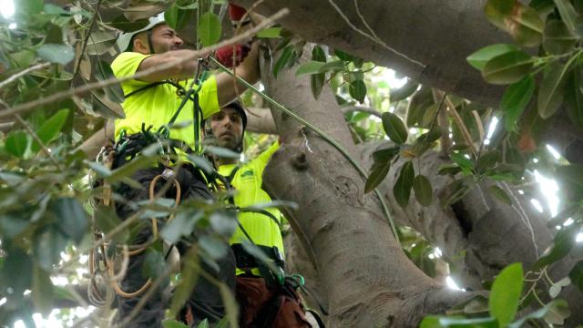 Sevilla apuntala sus ficus con sostenes y muelles para evitar más talas y caídas.