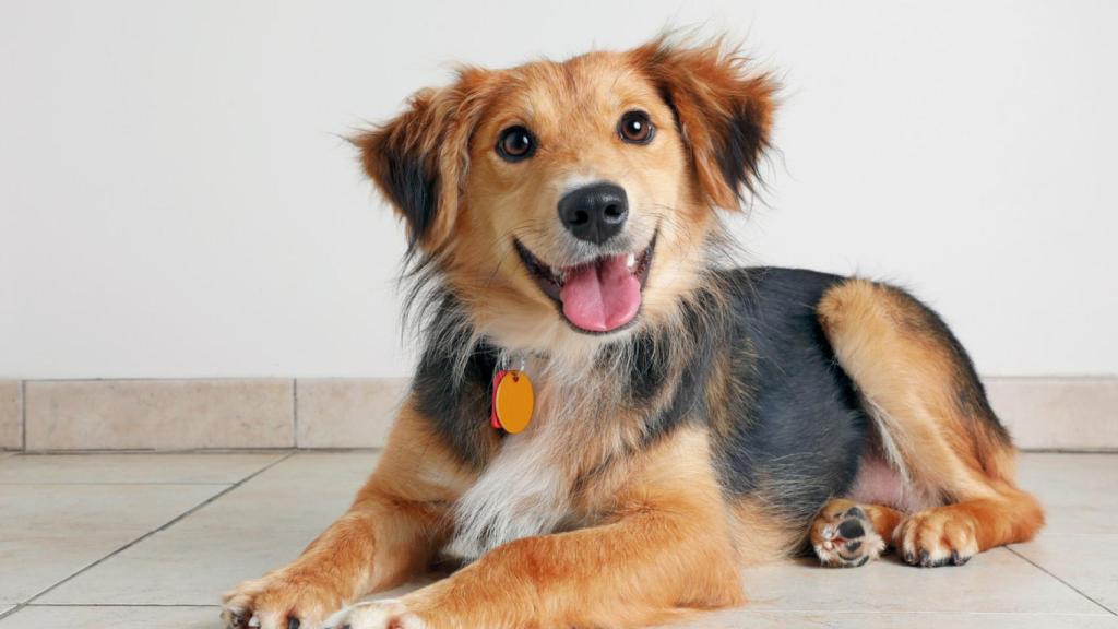 El nombre de perro favorito entre los españoles: es uno de los más bonitos