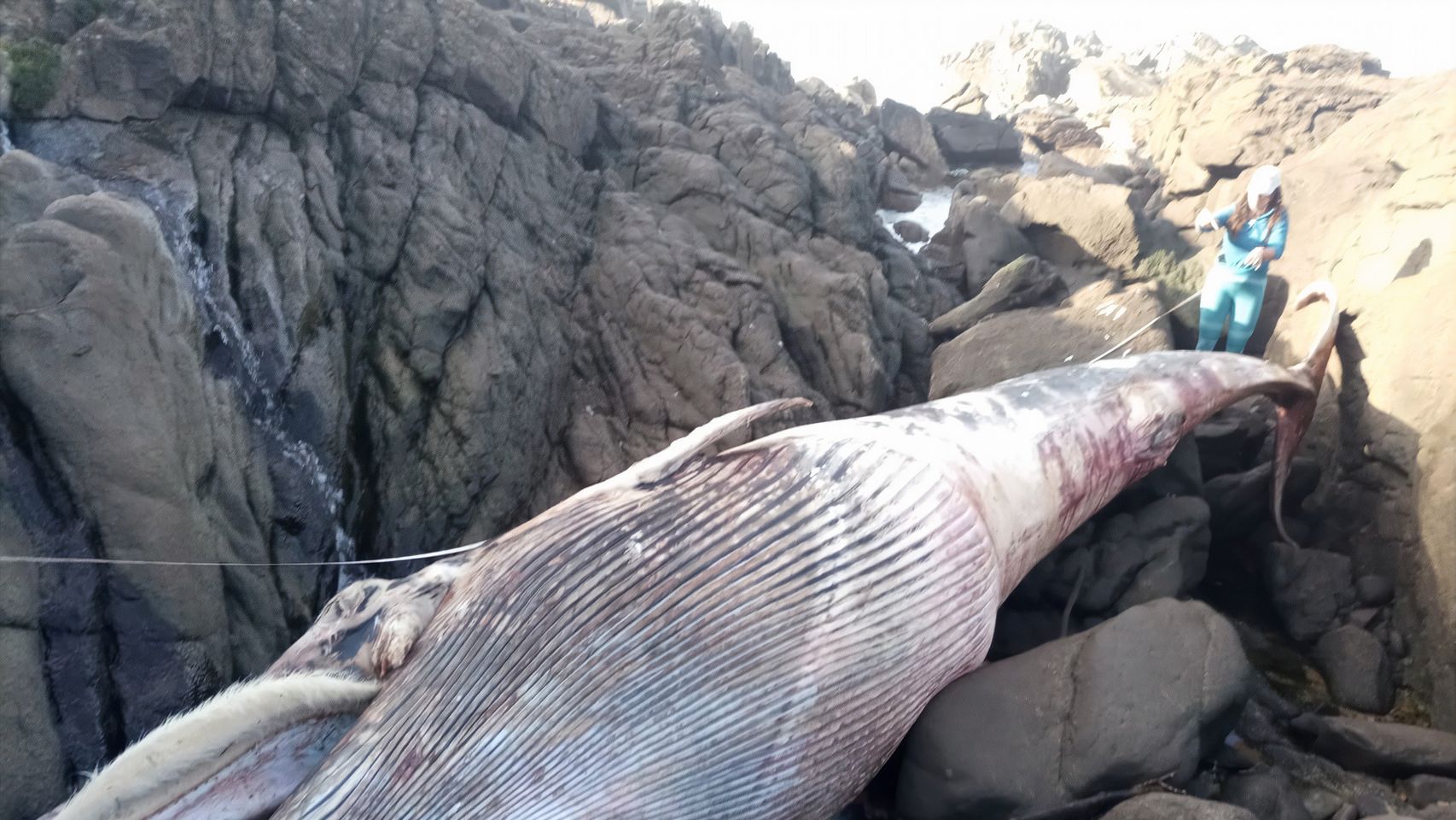 El ejemplar de ballena varado en Oia.