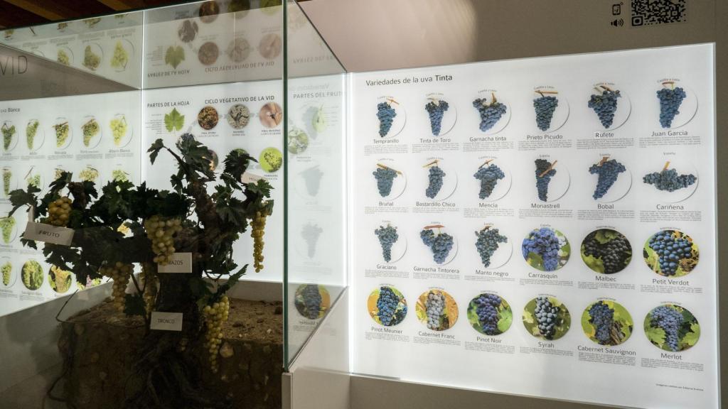 El Museo del Vino de Peñafiel