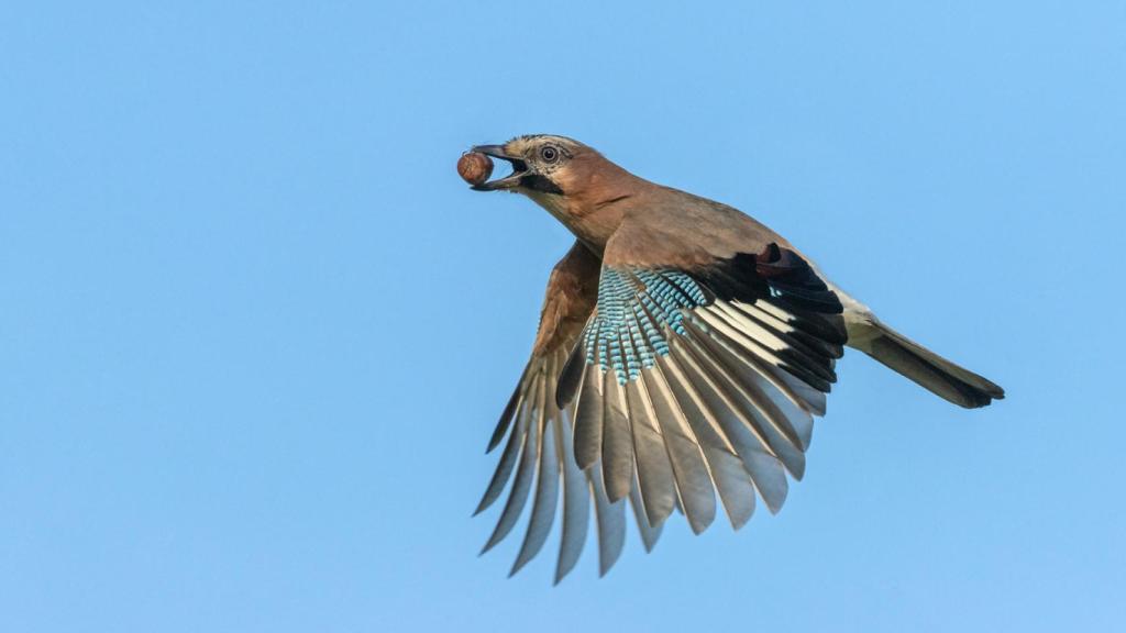 Arrendajo en pleno vuelo.