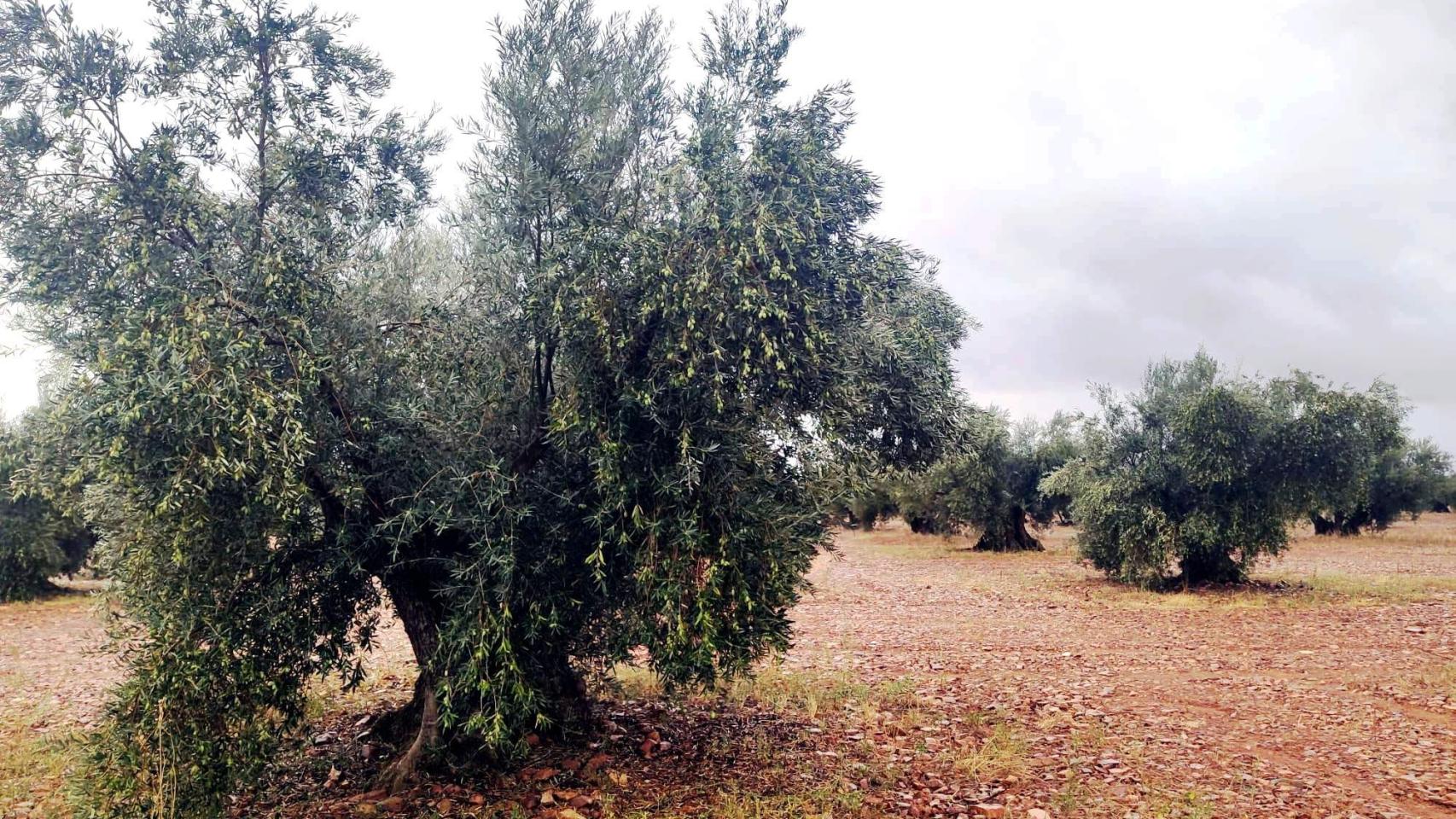 Imagen de archivo de un olivar.