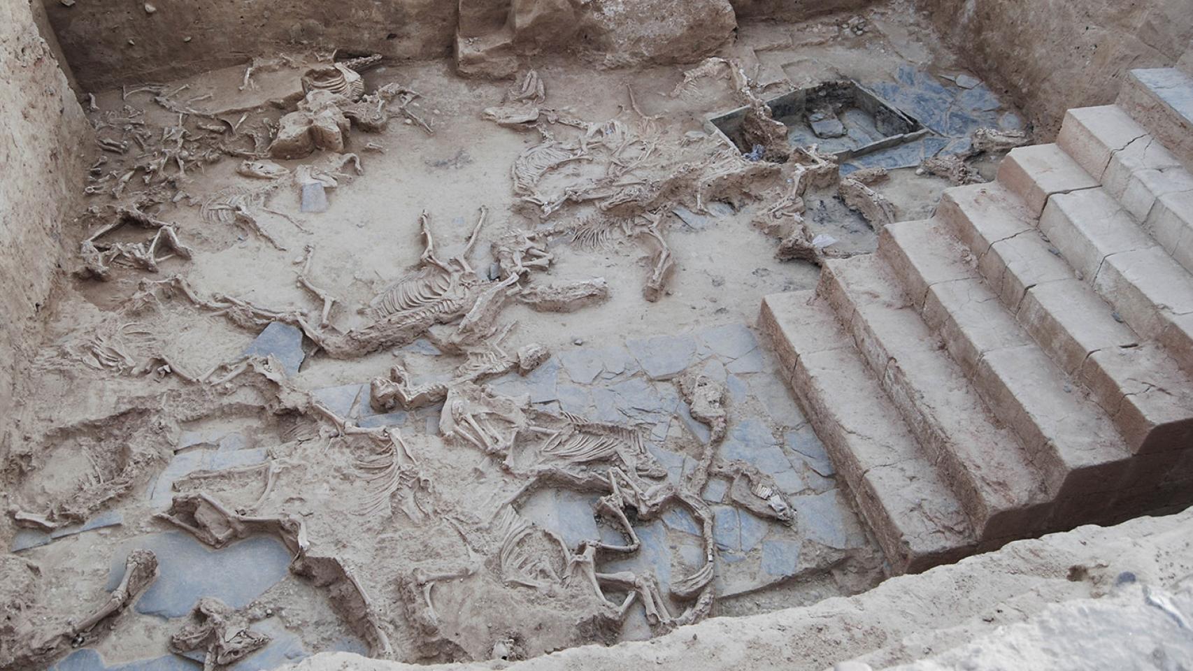 El patio de Casas del Turuñuelo con la hecatombe animal.