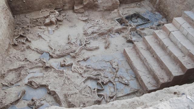 El patio de Casas del Turuñuelo con la hecatombe animal.