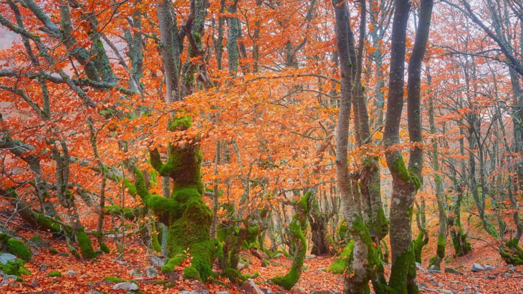 Conoce la impresionante ruta de senderismo cerca de Madrid que atraviesa un hayedo de cuento.