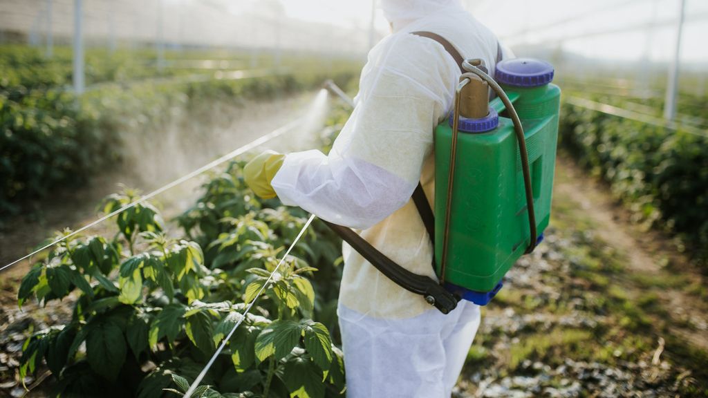 Los alimentos con más pesticidas en España que consumes a diario