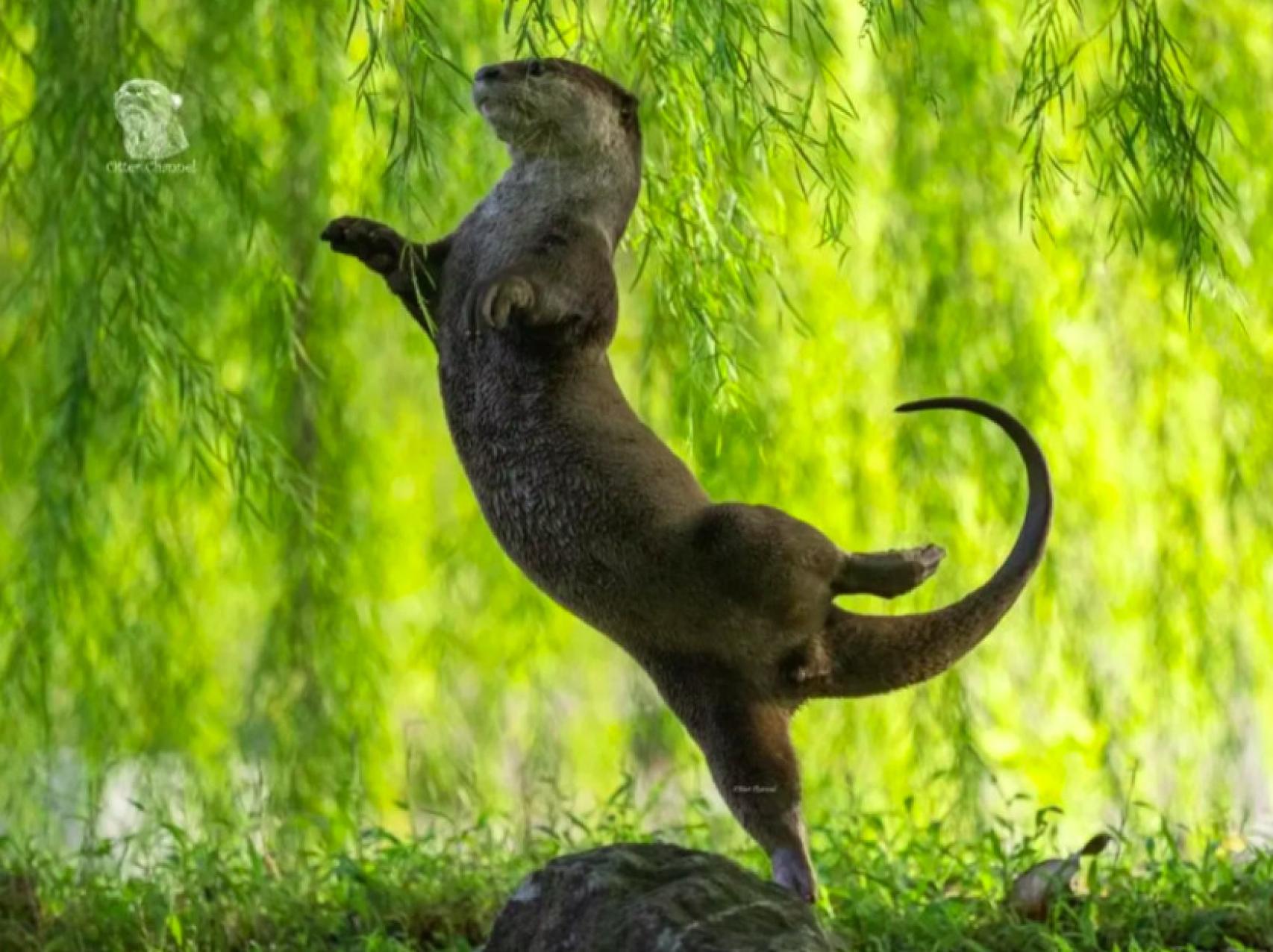 'Nutria bailarina'.
