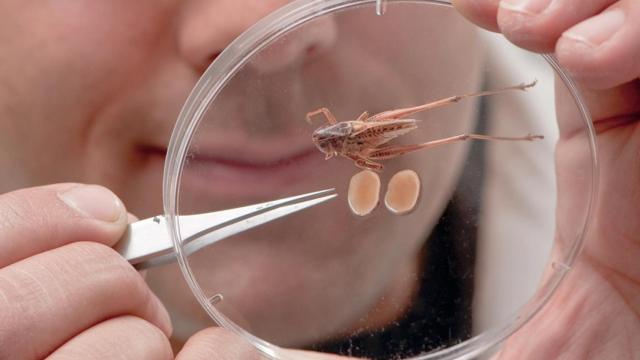 El ecologista Karim Vahed sostiene un macho de grillo tuberoso y sus testículos extirpados.