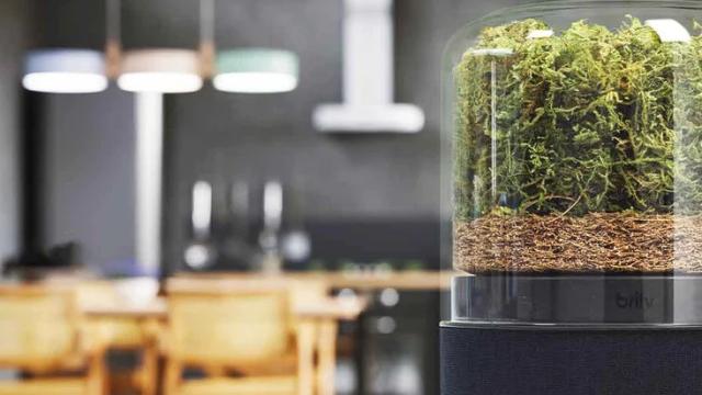 Imagen del invento que purifica tu casa.