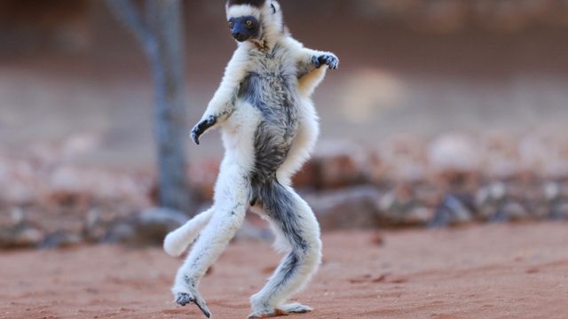 El sifaka: El animal más bailarín de la naturaleza