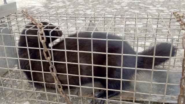 Visón americano capturado en Soria