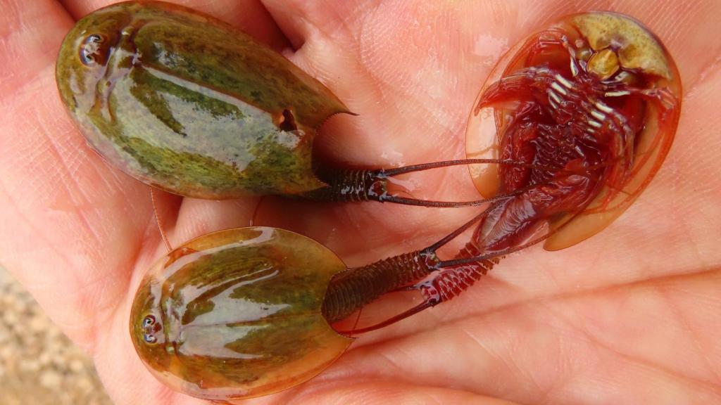 Esta es la especie viva más antigua del mundo que recuperan en una charca de Alicante.