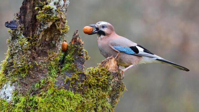 Un arrendajo recolectando alimentos.