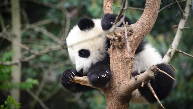 Un oso panda bebé.