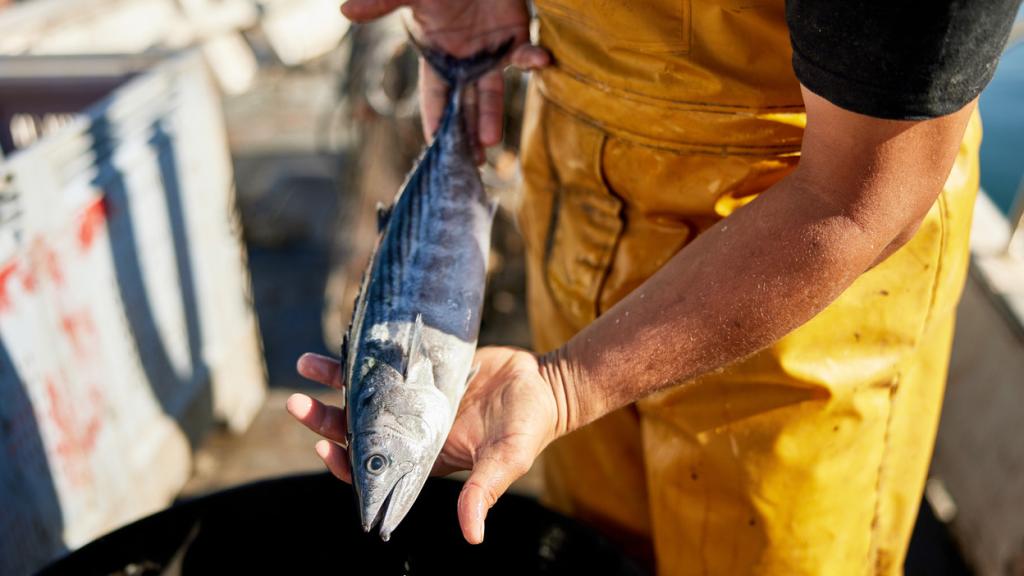 Un pescador muestra un bonito del norte. iStock