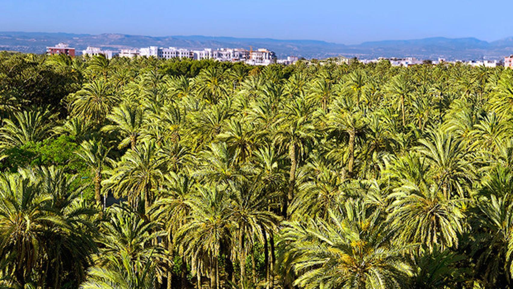 Imagen aérea del Palmeral de Elche.