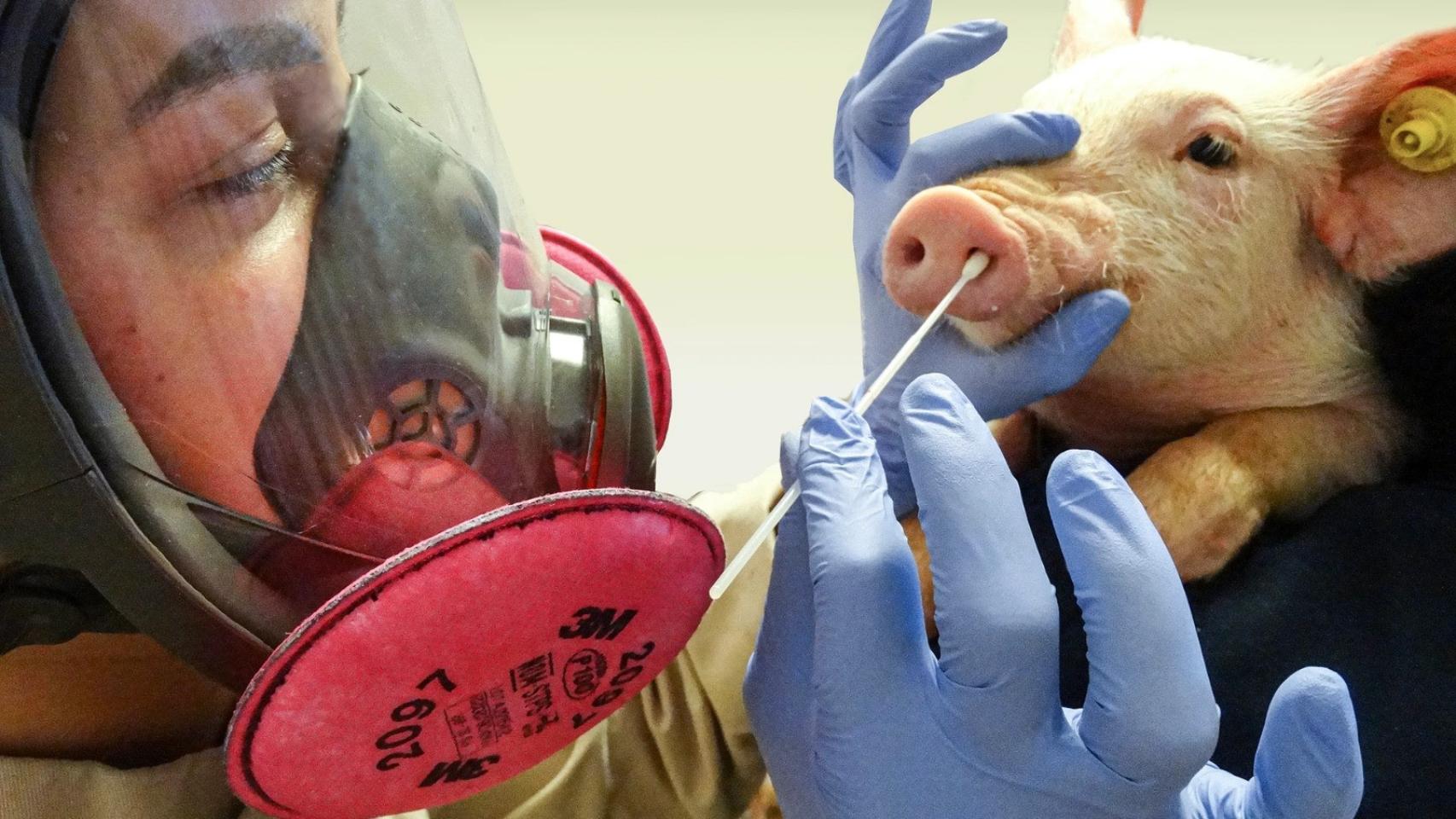 Una persona realiza un test a un cerdo.