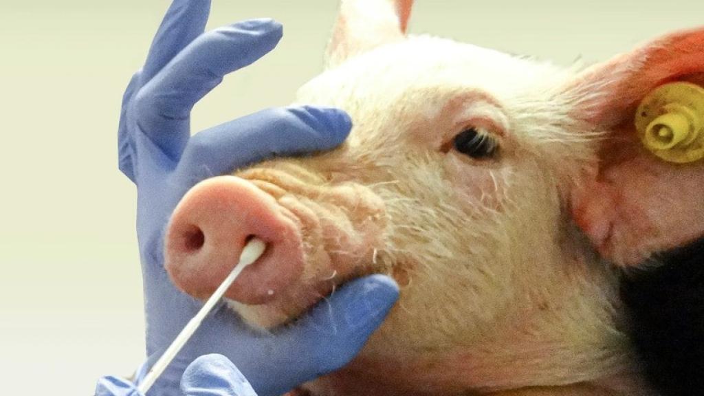 Una persona realiza un test a un cerdo.
