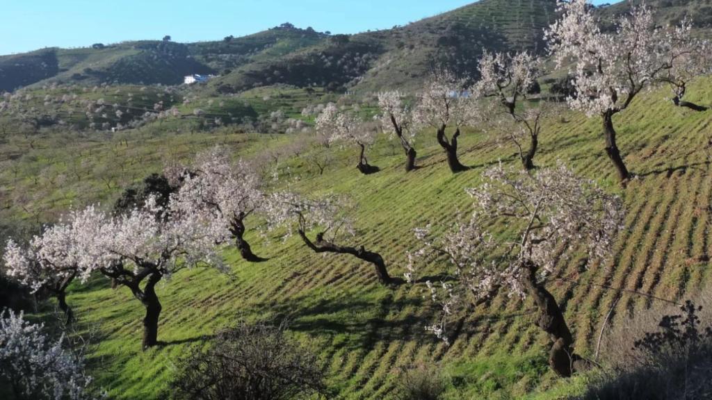 Imagen de almendros en flor.