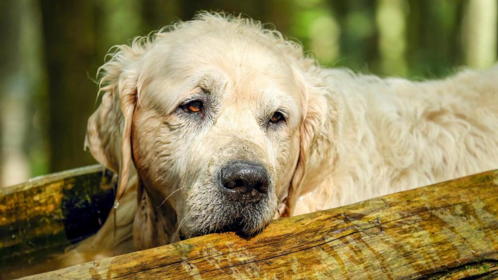 Golden Retriever