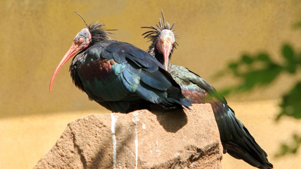Ibis eremita, una de las aves más amenazadas de España y del mundo.