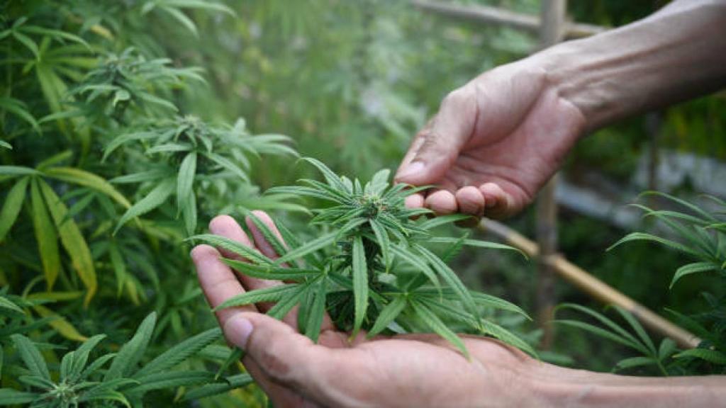 Imagen de archivo de una plantación de marihuana