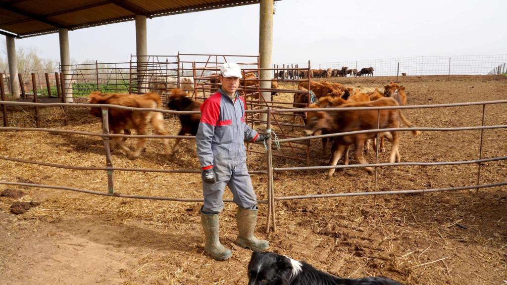 Miriam Chacón / ICAL . Florencio Escarda, ganadero y presidente de la junta agropecuaria de Villanueva del Campo