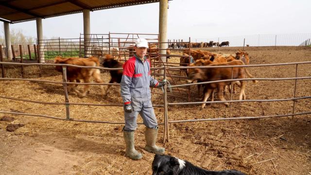 Miriam Chacón / ICAL . Florencio Escarda, ganadero y presidente de la junta agropecuaria de Villanueva del Campo