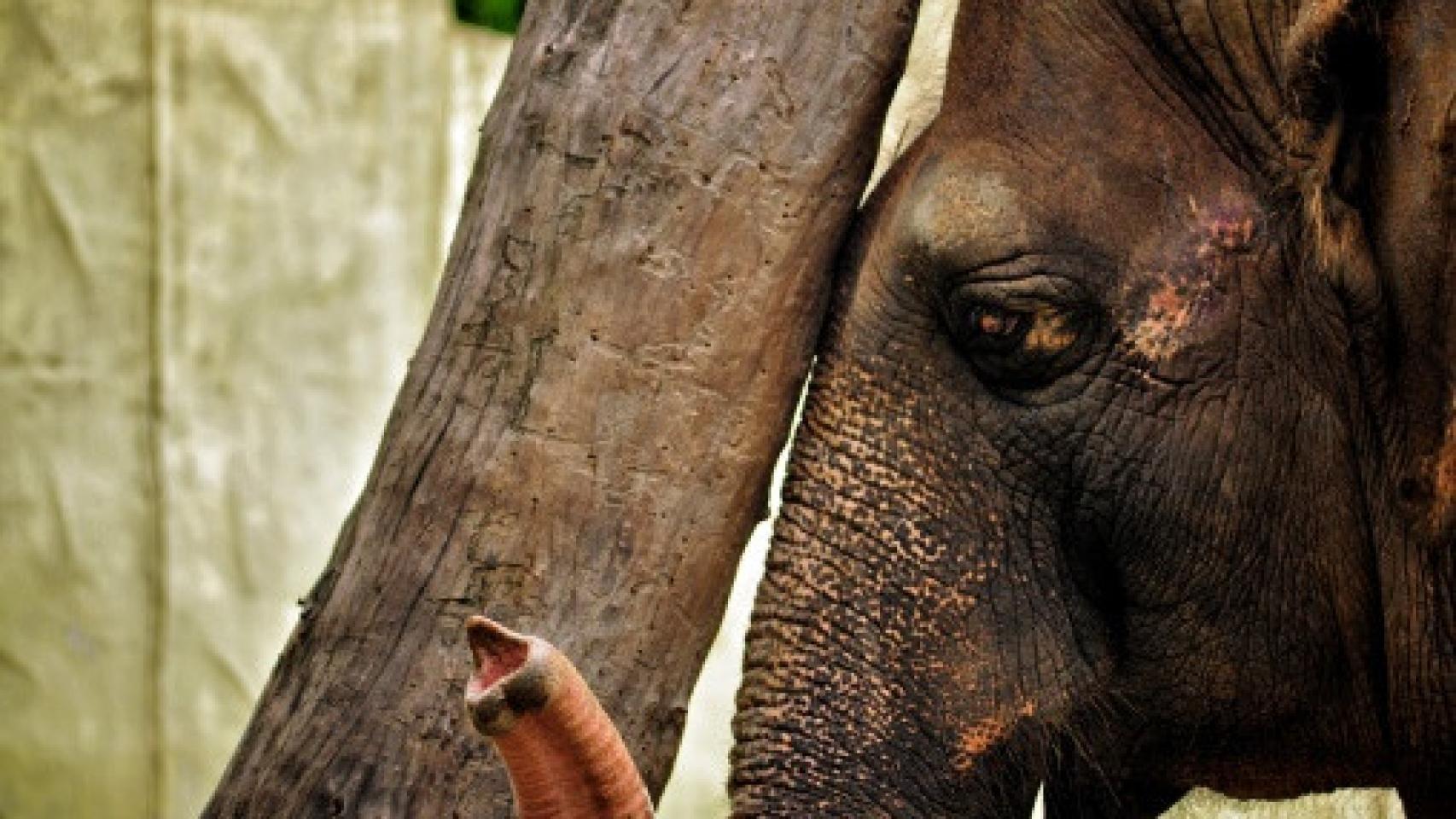 Mali, la elefanta del zoológico de Manila (Filipinas).