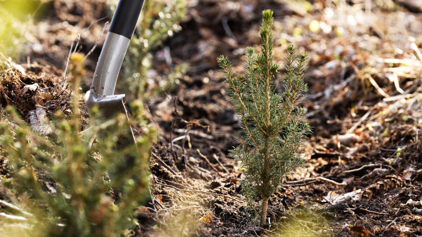Imagen de archivo de una reforestación. iStock