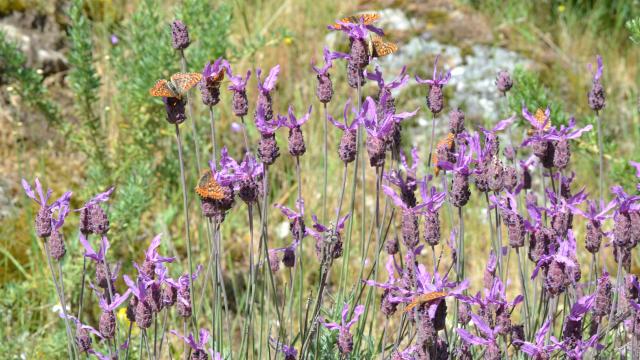 La sostenibilidad que cambiará el sector de la energía: soluciones naturales para cuidar el clima, la biodiversidad y a las personas