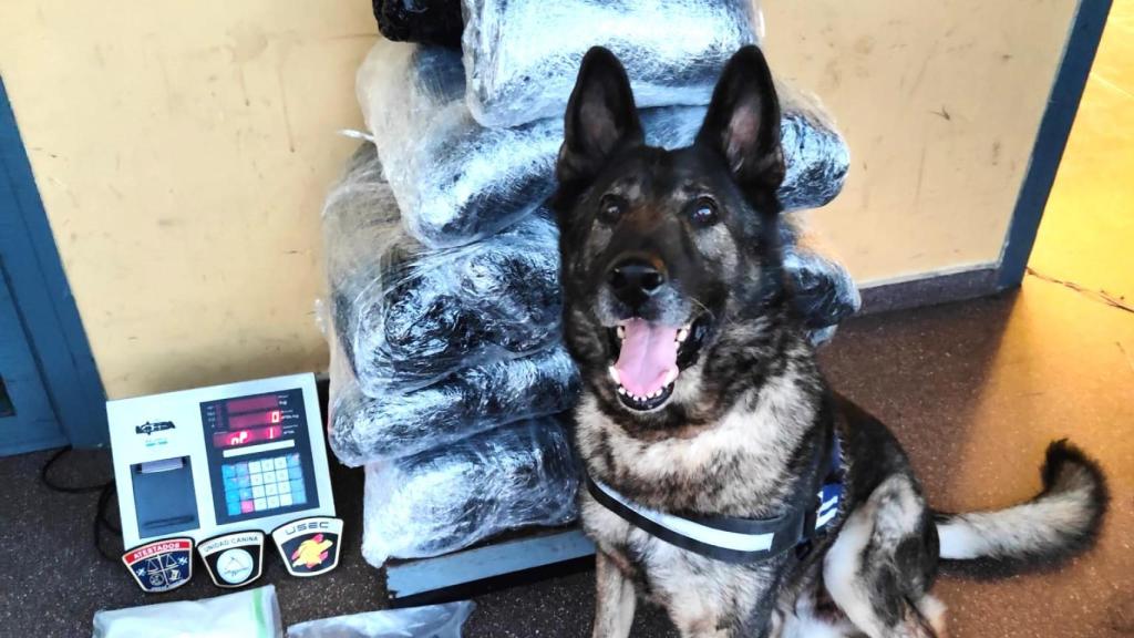 Perro policía con la droga interceptada