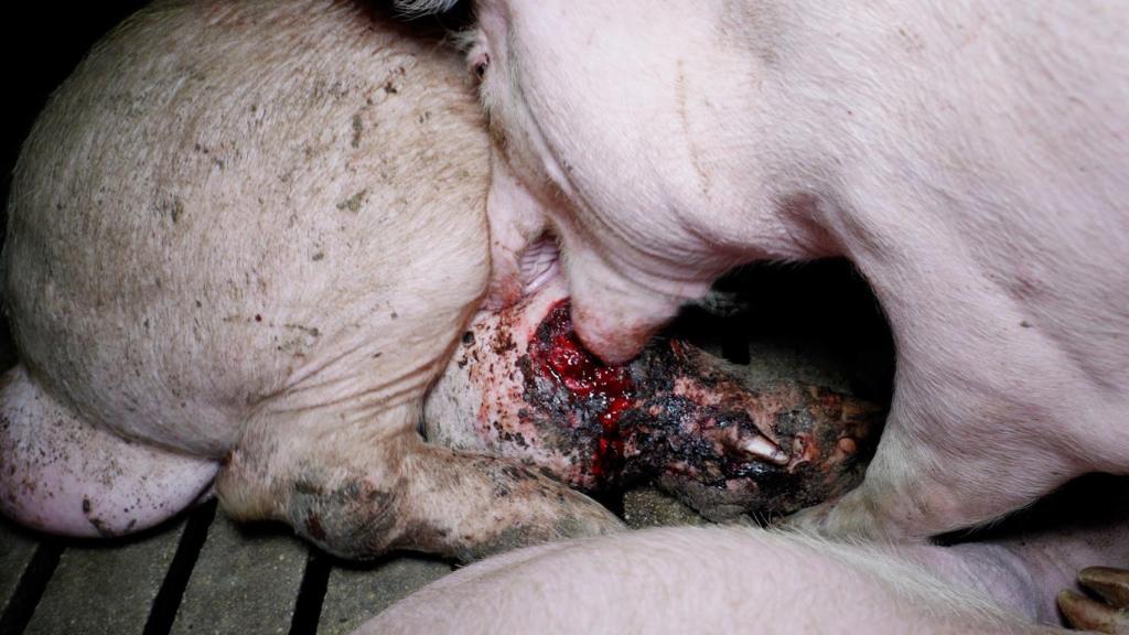 Canibalismo entre los animales