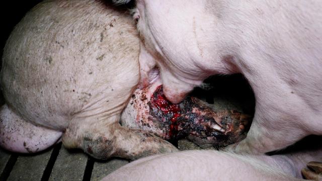 Canibalismo entre animales en la 'Granja del Terror' de Burgos