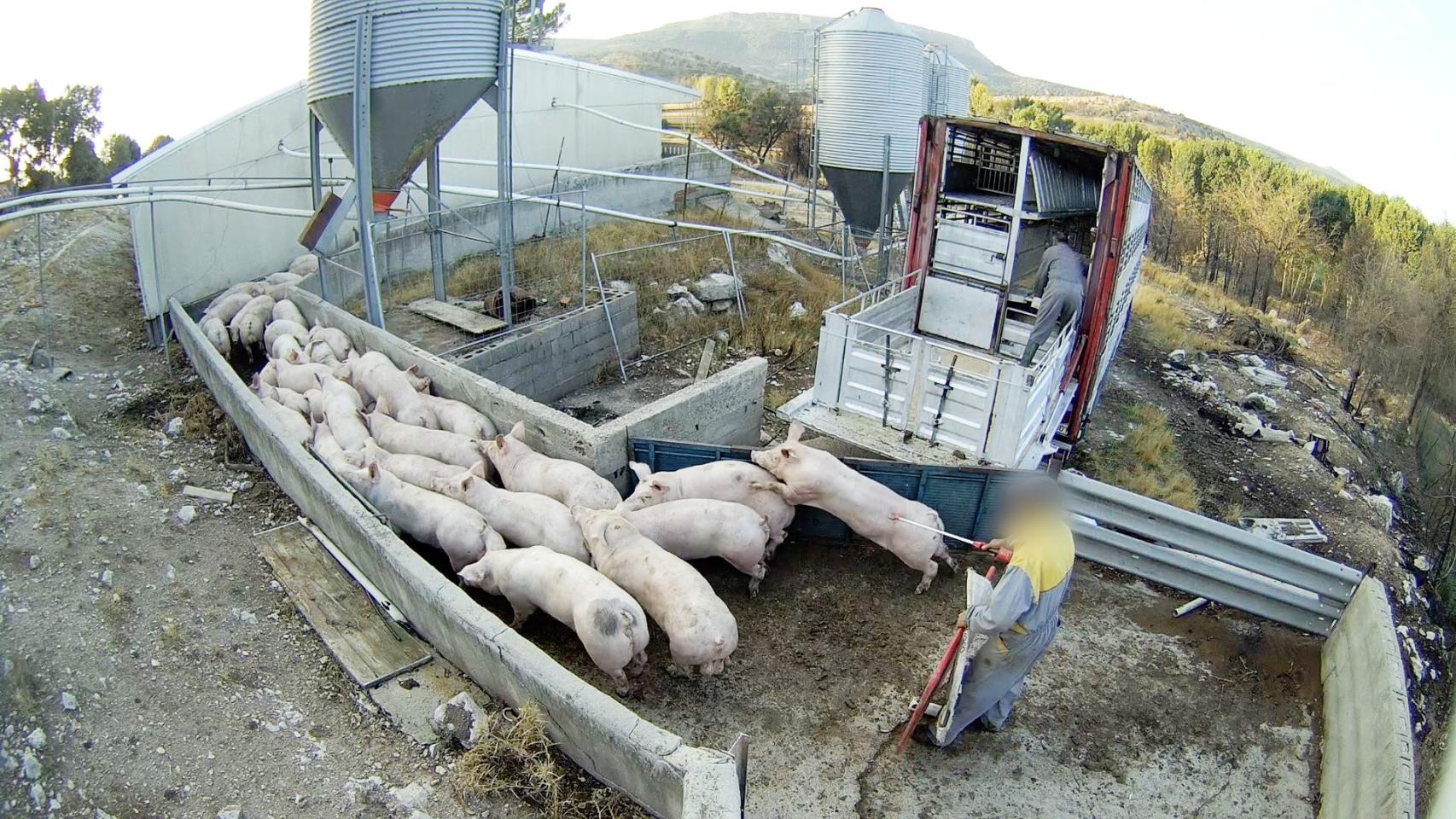 Imágenes de la 'Granja del Terror', en Burgos
