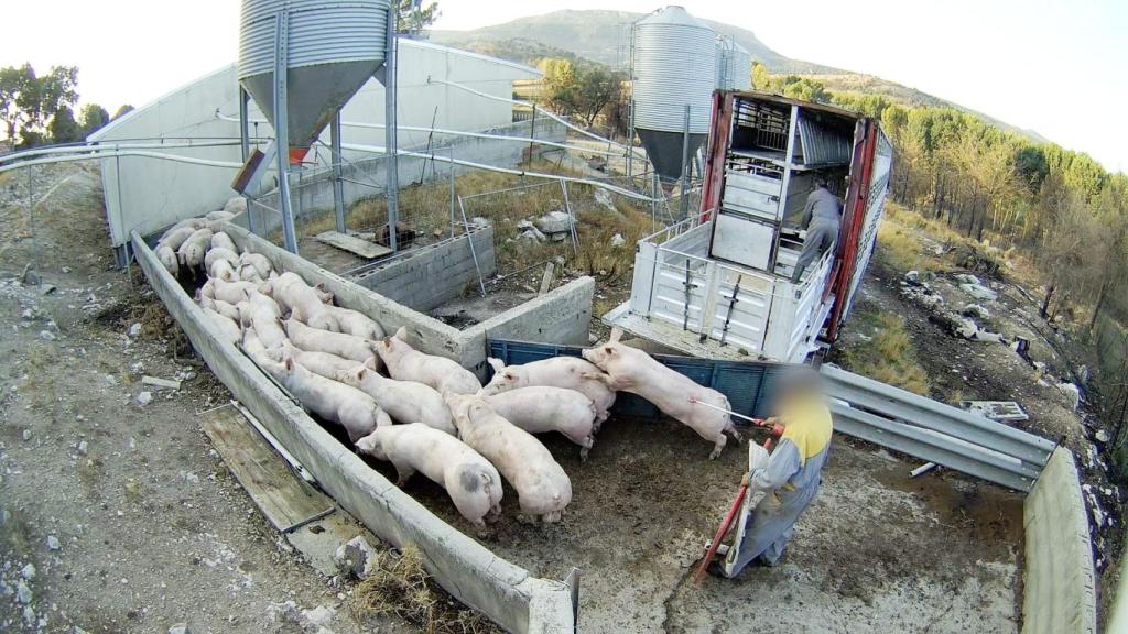 Imágenes de la 'Granja del Terror',  en Burgos