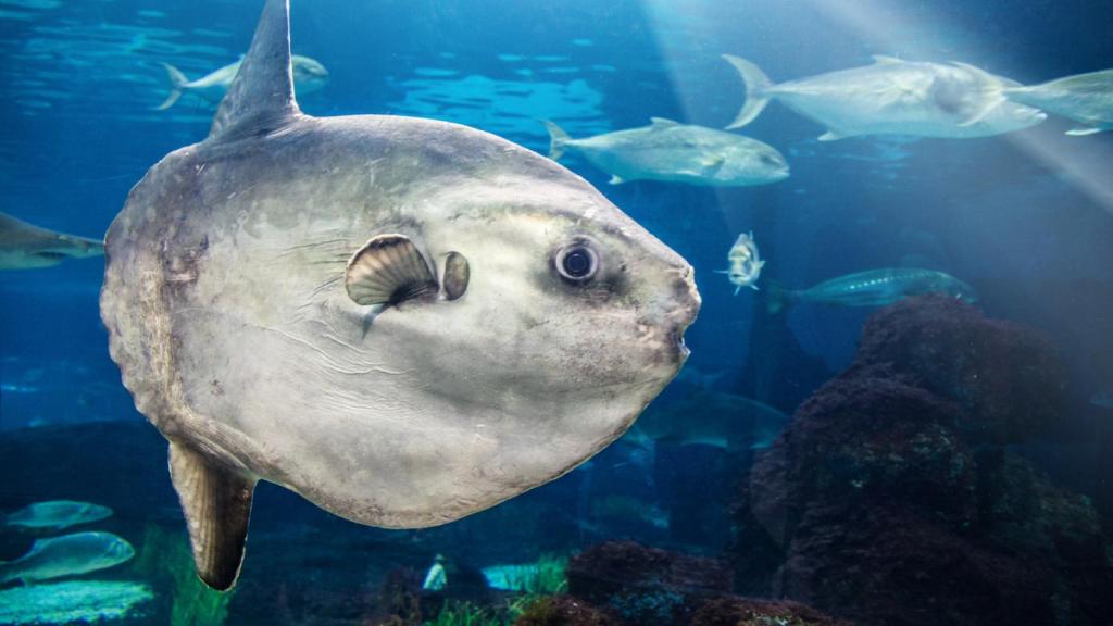 Pez luna.