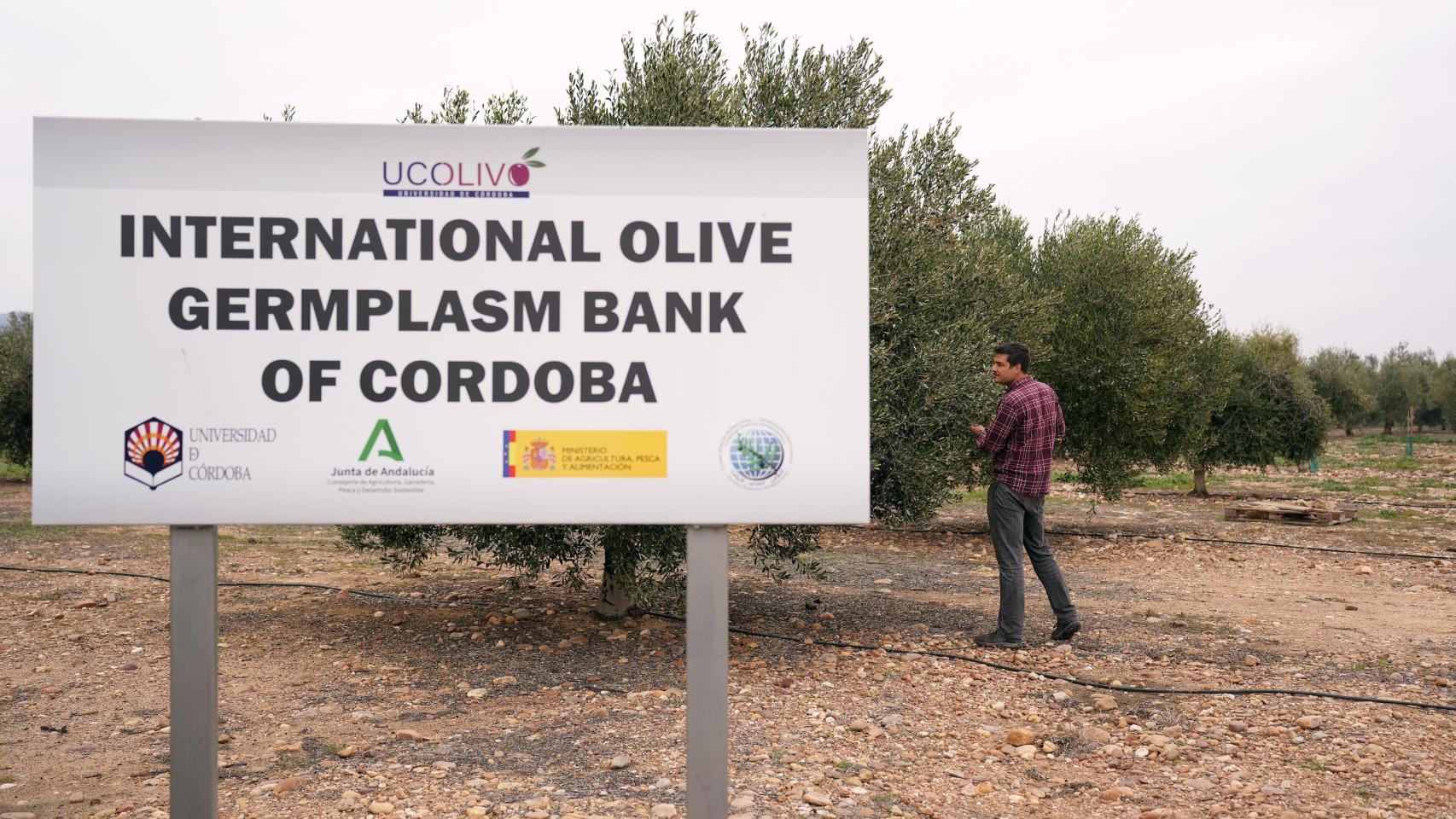 Banco de germoplasma de olivos del campus de Rabanales.