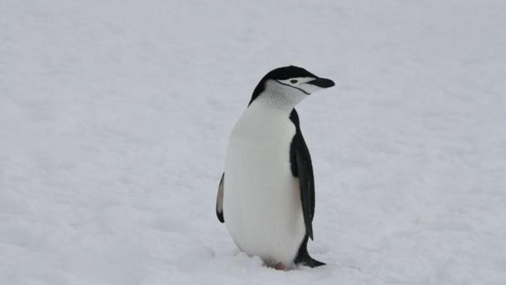 Pingüino barbijo.