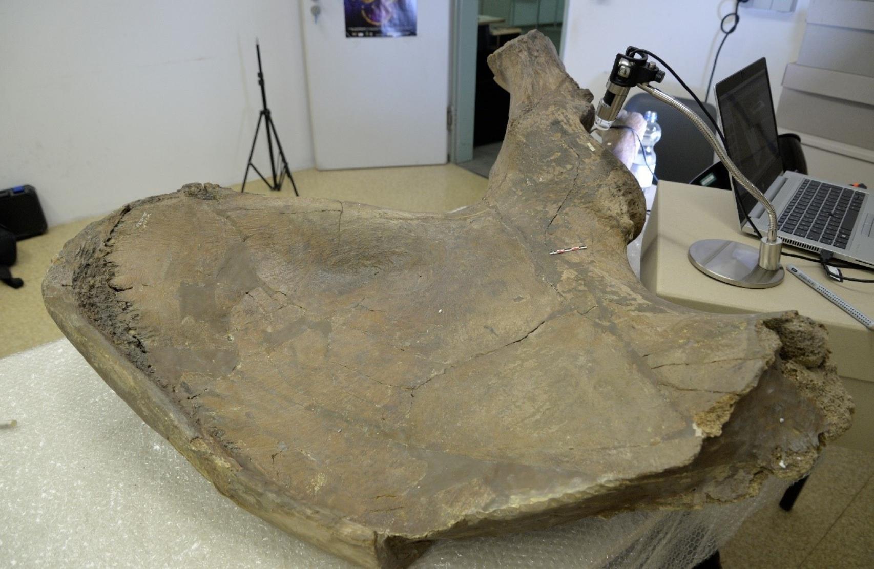 La pelvis del elefante hallado en Gröbern.