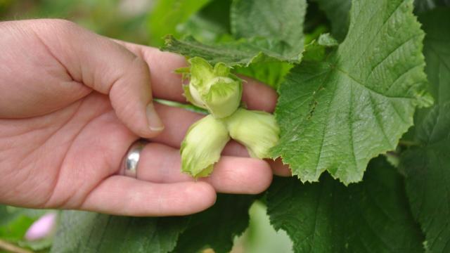 Fruto del avellano madurando.