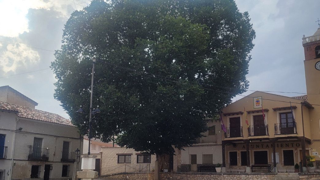 La olma de Aranzueque. / Foto: Árbol y Bosque del Año.