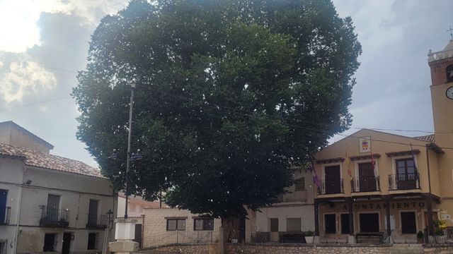 La olma de Aranzueque. / Foto: Árbol y Bosque del Año.