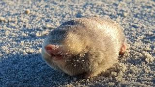 Encuentran un extraño topo que se creía extinto desde 1936: no tiene ojos y es iridiscente
