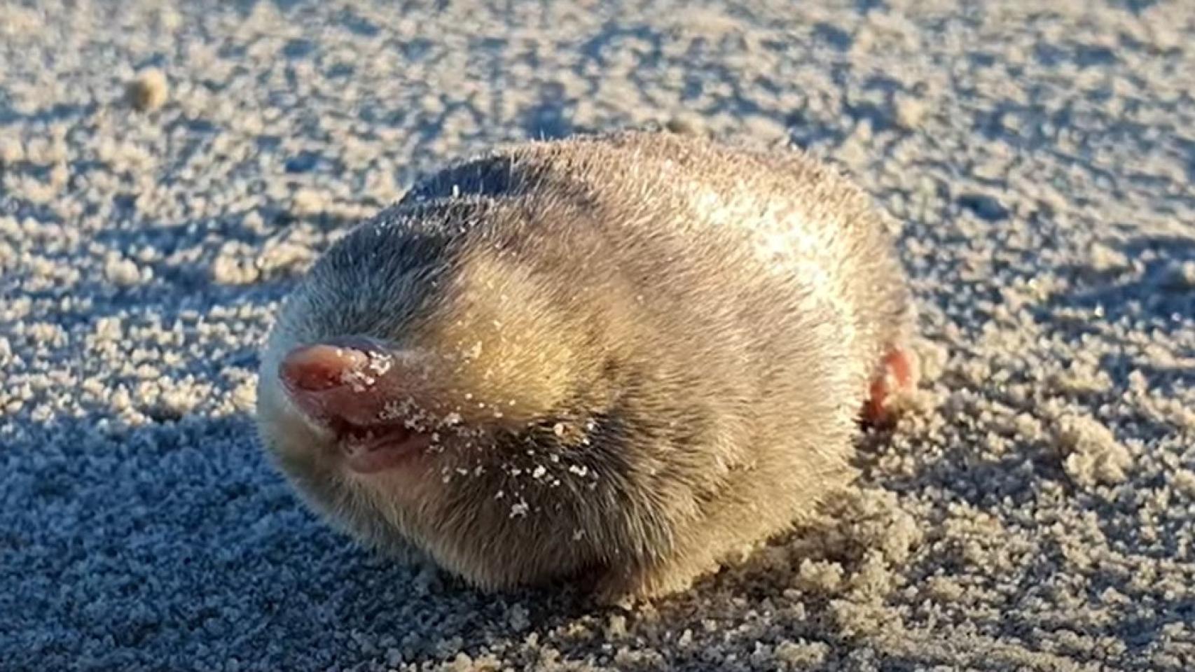 Imagen de archivo del animal.