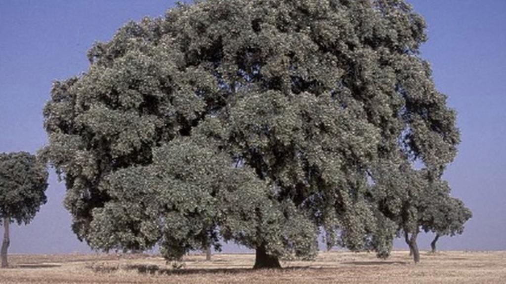 Encina “Miguelito. / Foto: Árbol y Bosque del Año.